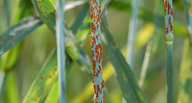 Wheat affected by stem rust